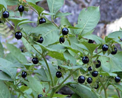 Piante velenose: belladonna