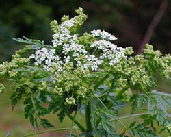 Piante velenose: cicuta