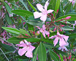 Piante velenose: Oleandro