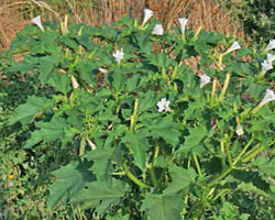 Piante velenose: Stramonio