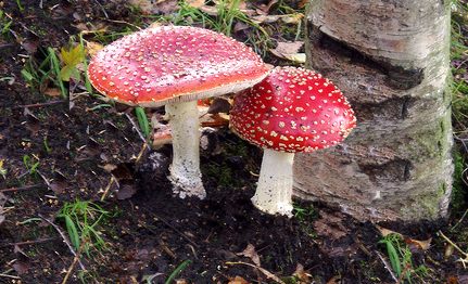 Amanita muscaria