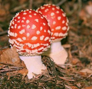 Amanita muscaria