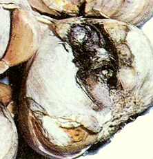 Marciume dei bulbi di aglio: Aspergillus spp.
