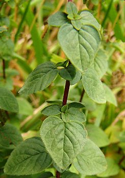 Foglia di una pianta di origano