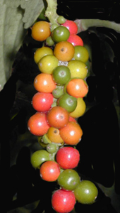 Frutti della pianta del pepe (Piper nigrum)