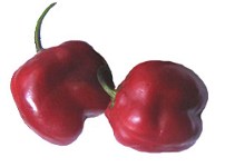 Peperoncino Rocoto - Manzano Peperoncino Rocoto - Manzano
