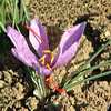 Zafferano, Crocus sativus, piante aromatiche, proprietà e coltivazione