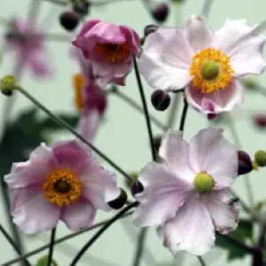 Piante bulbose: Anemone