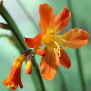 Piante bulbose: Crocosmia