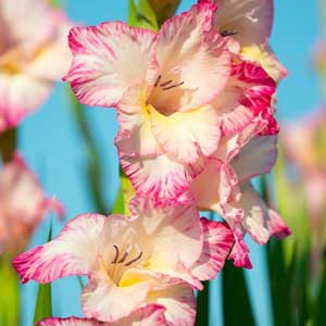 Piante bulbose: Gladiolo