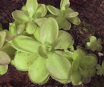 Piante carnivore: Pinguicula
