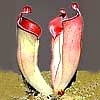 Pianta carnivora: Helianohora