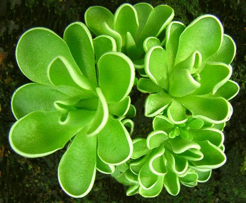 Piante carnivore: Pinguicula