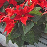 Stella di Natale o Euphorbia coltivazione e cura