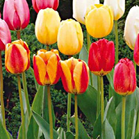 Tulipano coltivazione e cura