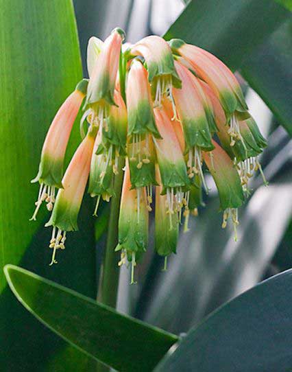 Clivia nobilis
