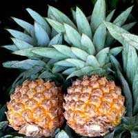 Piante medicinali: Ananas 