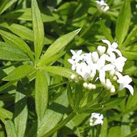 Piante medicinali: Asperula 