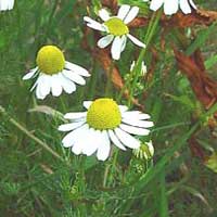 Piante medicinali: Camomilla comune Piante medicinali: Camomilla comune