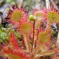 Piante medicinali: Drosera 