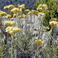 Piante medicinali: Elicriso 