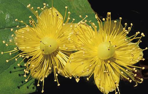 Iperico, fiore della pianta medicinale