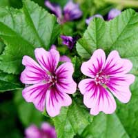 Piante medicinali: Malva