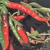 Piante medicinali: Peperoncino