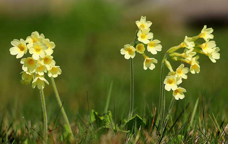 Proprietà della pianta di primula