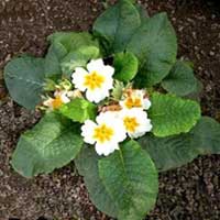 Piante medicinali: Primula