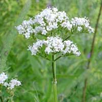 Piante medicinali: Valeriana