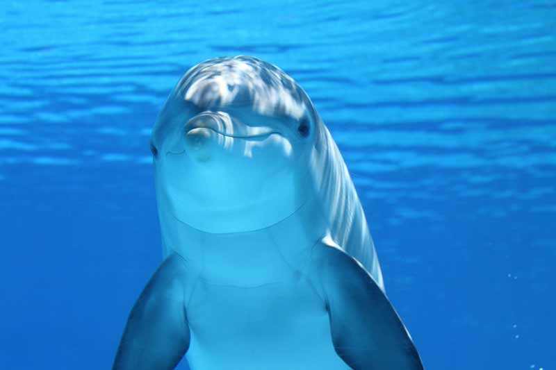Tre giorni con il Centro Ricerca Cetacei