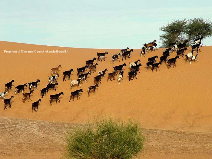 Mauritania: viaggio in Africa - Oasi di Tanouchert