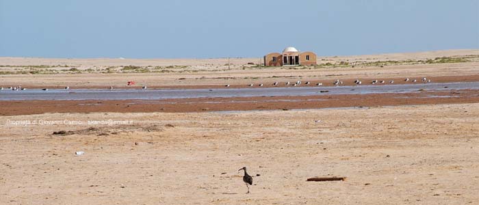 Mauritania: viaggio in Africa - Parc national du Banc d'Arguin - IWIK