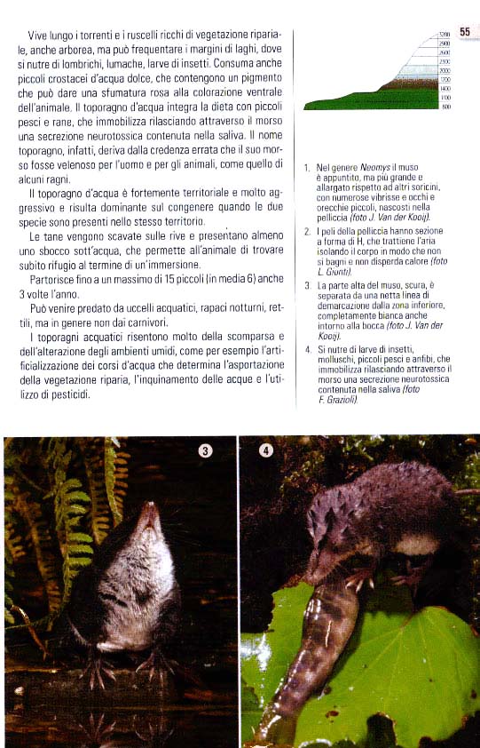 I mammiferi delle Alpi di Laura Canalis, pagina 56