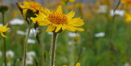 Arnica per combattere i dolori