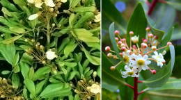 Catuaba pianta dalle proprietà afrodisiache