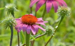 Echinacea, il rimedio naturale per stimolare le difese immunitarie
