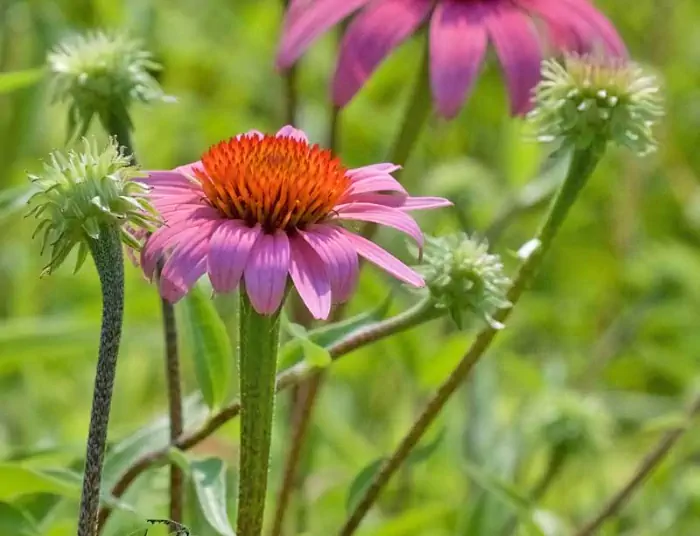 Echinacea rimedio naturale