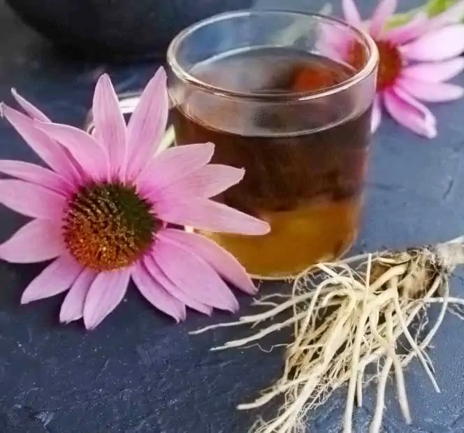 Echinacea rimedio naturale
