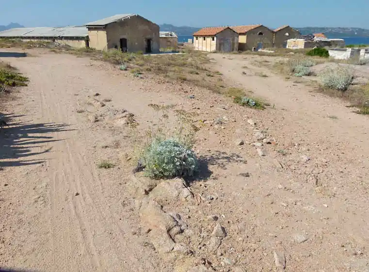 L'elicriso nel suo ambiente naturale