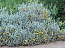 Elicriso: cos'è, benefici e la sua storia