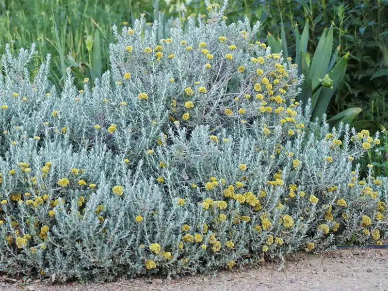 Elicriso, proprietà e benefici