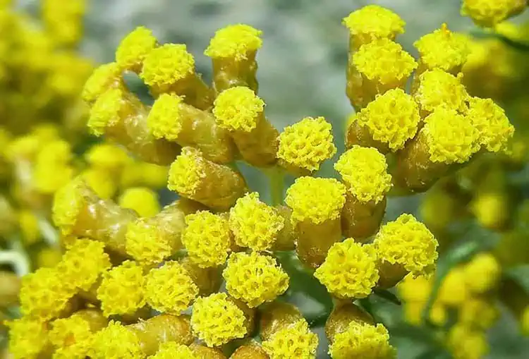 Elicriso, proprietà e benefici