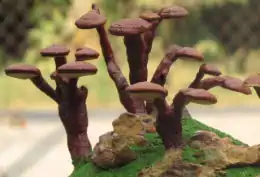 Ganoderma lucidum: cos'è, proprietà, come e quando usarlo 