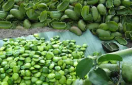 Griffonia: proprietà, a cosa serve e controindicazioni