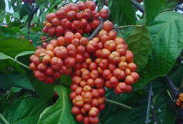 Guaranà: un aiuto per ridurre la stanchezza