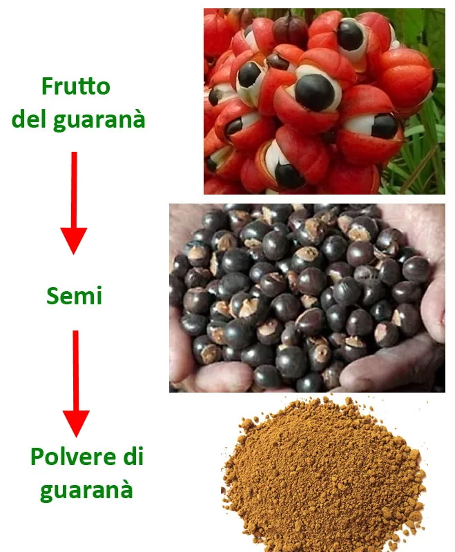 Frutto, seme e polvere di guaranà