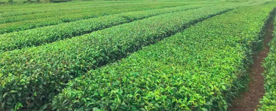 Campo coltivato di tè verde biologico