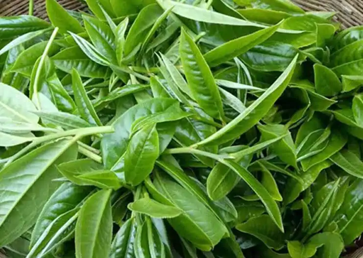 Tè verde biologico Cupper